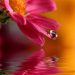 Flower_iPad_Air_Wallpapers_HD_81_640