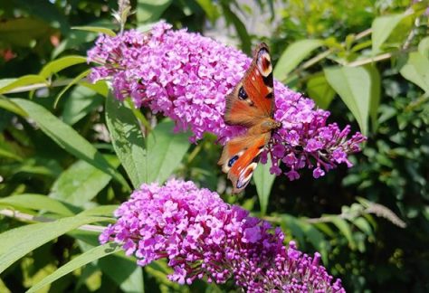 DP4 seminar- celostna transformacija