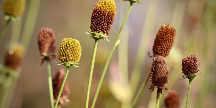 Kaj je Metatronova kocka? 2 foto pixabay.com