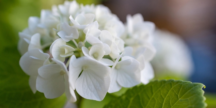 Navdih 31. 5. 2025: Kaj če ti ni treba več bežati? 1 foto pixabay.com