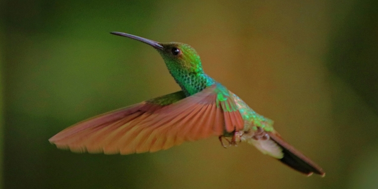 Želite v svoje življenje privabiti čudeže? (Kolibrijeva zgodba) 1 foto pixabay.com