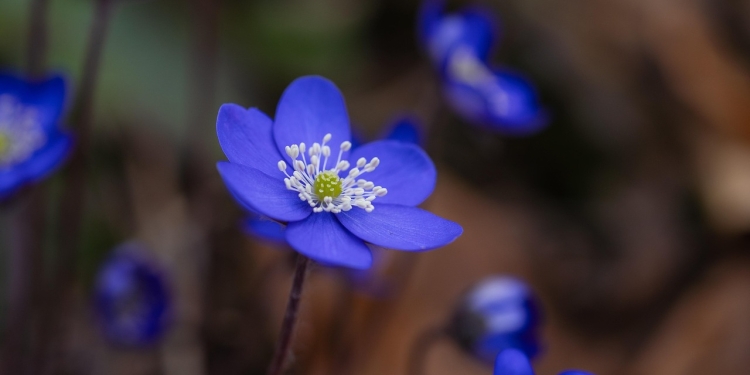 Helena Petrovna Blavatsky 1 foto pixabay.com