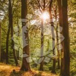 POGOZDOVANJE - Pomladimo gozdove 636