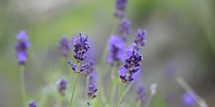 Homeopatija - iz neke druge perspektive 1 foto pixabay.com