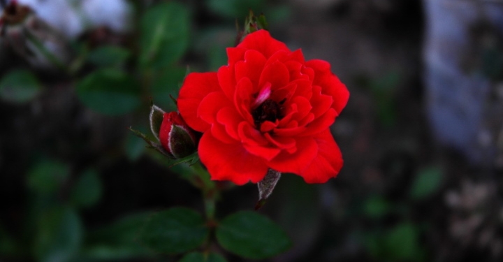 foto pixabay.com