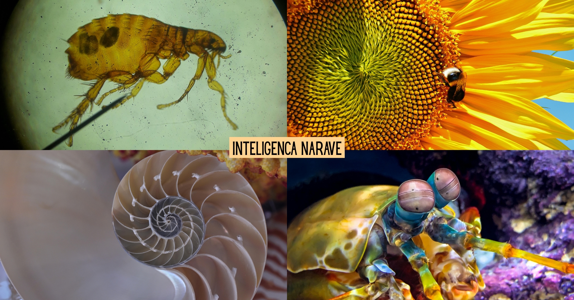 Inteligenca narave