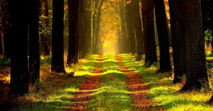 Element lesa v tradicionalni kitajski medicini 1 jetra v tkm