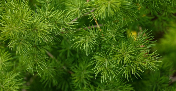 Šatavari – ajurvedska kraljica ženskega zdravja in vitalnosti 1 satavari