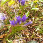 Satsang v Ljubljani 309 Satsang v Ljubljani
