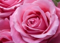 foto pixabay.com